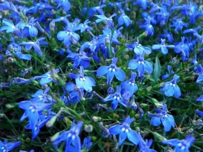 Прованс голубая/Цветущий сад