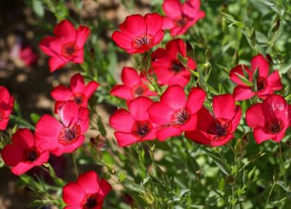Красный крупноцв Цветущий сад