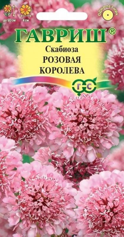 Розовая королева темнопурпурная Ц(Г)