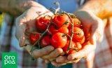Уход за томатами – как получить хороший урожай без нитратов