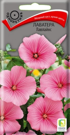 Лавлайнс Ц(Поиск)