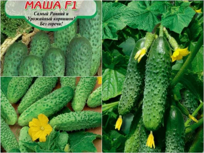 Маша 5шт/ Элитные семена