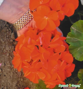 Русский размер Ц(Н) пеларгония