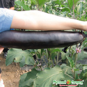 Русский размер 8шт. Ц(Н)