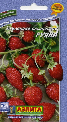 Руяна альпийская Ц(А)