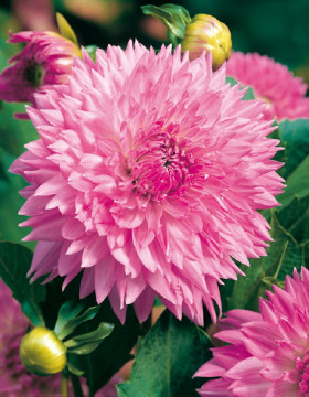 Сакура Фубуки 1шт