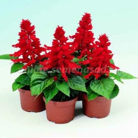 Сальвия Редди (100шт) Брайт Ред