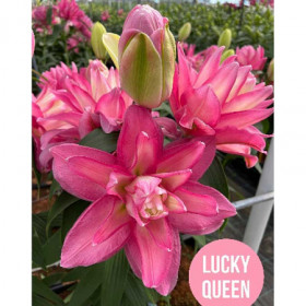 Лакки Куин 10/12 (вост махр) 5шт