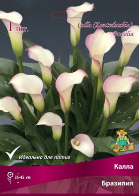 Бразилия  Поиск