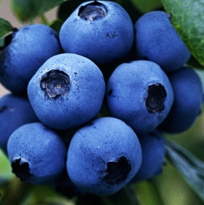 Нортланд 1шт Поиск