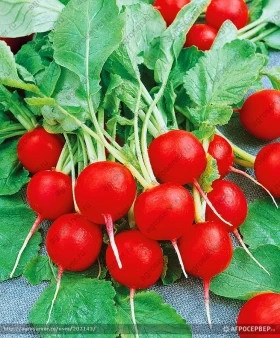 Глориэтте F1 10000 шт. Sakata