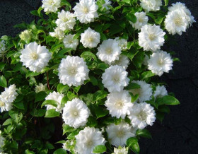 Дюшес Эдинбурга 2шт (каперсы)