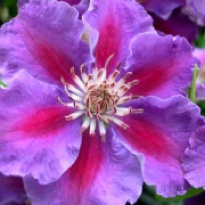 Ашва (каперсы) Поиск