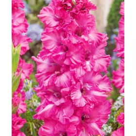 Грозный 10/12 8шт