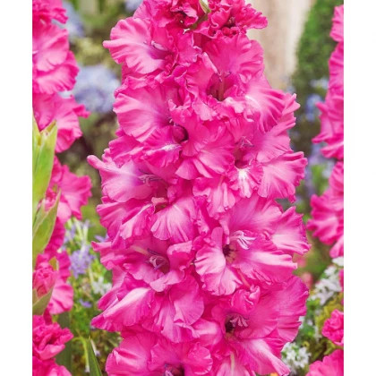 Грозный 10/12 8шт