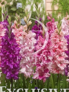 Южные Города смесь 10/12 8шт