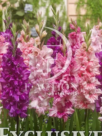 Южные Города смесь 10/12 8шт