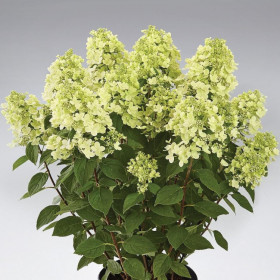 Панфлора 1шт Поиск