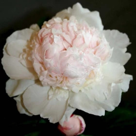 Мадам Кало (кремово-белый, махр.) 1шт Поиск