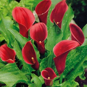 Маджестик Ред 2шт