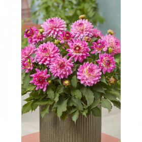 Мелоди Лизза 1шт