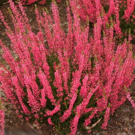 Афина, р-р P12