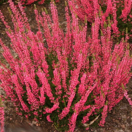 Афина, р-р P12