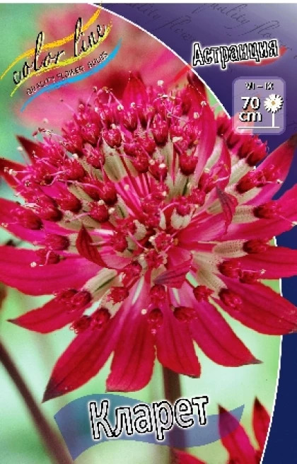 Кларет\2шт