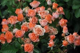 Алегрия (ЗКС) ЖИЛЯК