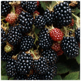 Блэк Сатин средний бесшипный 1шт Поиск