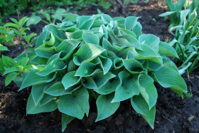 Блю Кадет  1шт