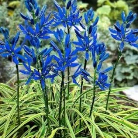 Блю Мелоди 10шт