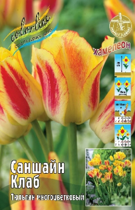 Саншайн Клаб 11/12 (мнгцв.) 7шт