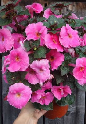 Пинк (4 ризомы, пласт.бан.) 1шт