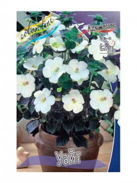 Уайт (4 ризомы, пласт.бан.) 1шт