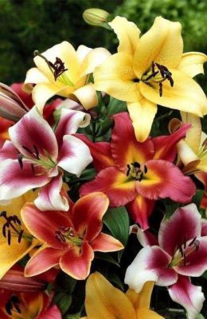 От Гибридс Микс 12/14 (ОТ)  5шт