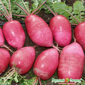 Сверхредиска Русский размер Ц(Н)