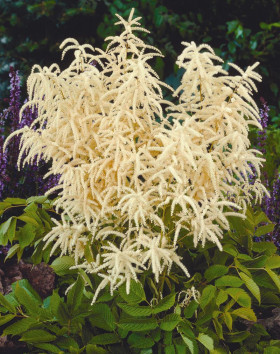 Диоикус  1шт