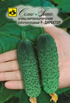 Директор Семко