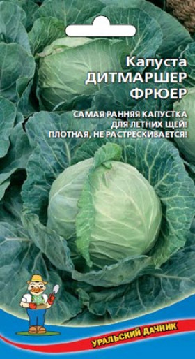 Дитмаршер Фрюер, ранний Ц(УД)