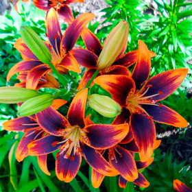 Фореве Сьюзан 12/14 аз 25шт