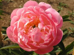 Пинк Гавайан Корал 1шт Поиск