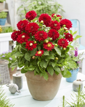 Мелоди Мамбо 1шт