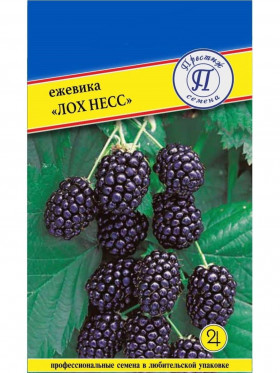 ежевика Лох Несс 10шт Ц(П)