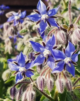 Апрельский Ц(УД) ()