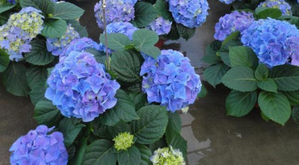 Эрли Блю, р-р P12