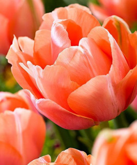 Ментон Экзотик 11/12 (махр.поздн) 7шт