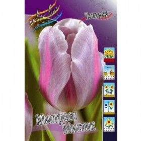 Мистресс Мистик 11/12 (триумф) 7шт