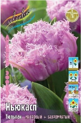 Ньюкасл 11/12 (2й эффект) 5шт