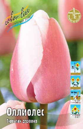 Оллиолес 11/12 (дарв.) 8шт